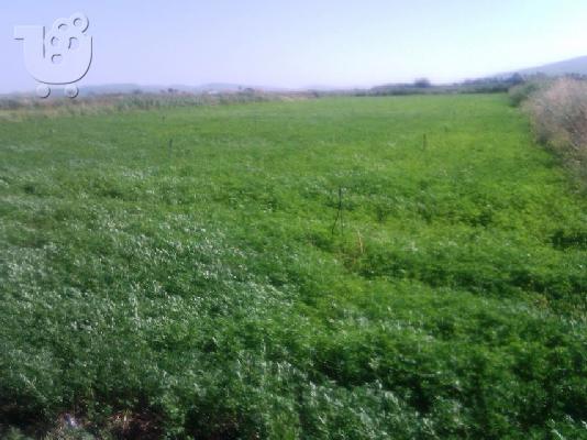 PoulaTo: Πωλείται αγροτεμάχιο 3729τμ στην περιοχή «’Αγιοι Απόστολοι» Καλλονής